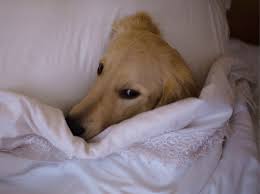 Viele menschen empfinden dies ganz besonders nachts, wenn ihr hund mit im bett liegt. 5 Gute Grunde Warum Dein Hund Auch In Deinem Bett Schlafen Sollte Wunderweib