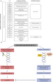 Learn more about asbestos fibers. Genetic Predisposition For Malignant Mesothelioma A Concise Review Sciencedirect