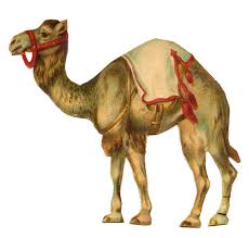 Image result for CAMEL