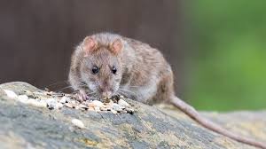 Check spelling or type a new query. How Does Rat Poison Work Insect Cop