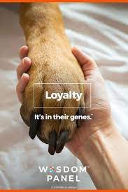 real stories of owners maoritattoos maori tattoos