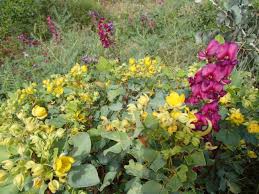 Image result for Ferraria glutinosa