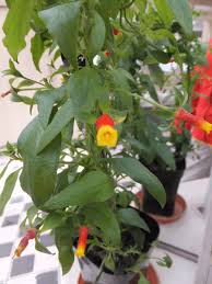 Image result for Manettia