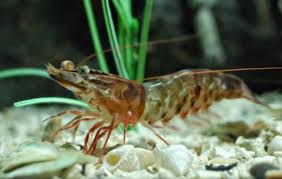 Brown Shrimp Photo By Samandla On Flickr Brown Shrimp Shrimp Alabama