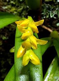 Image result for Bulbophyllum X chikukwa