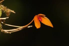 Image result for Bulbophyllum sp. nov