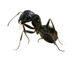 Call for a free quote on extermination services. Ants Control Treatment In Pune Ganraj Herbal Pest Control