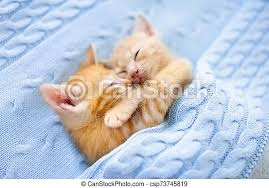 A place for really cute pictures and videos!. Baby Cat Ginger Kitten Sleeping Under Blanket Baby Cat Sleeping Ginger Kitten On Couch Under Knitted Blanket Two Cats Canstock