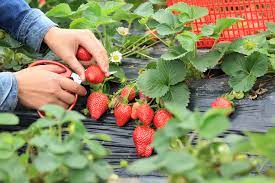 Ab wann kann man erdbeeren pflücken? Erdbeeren Pflucken Wann Ist Dafur Die Beste Zeit