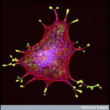 Image result for Melanocyte