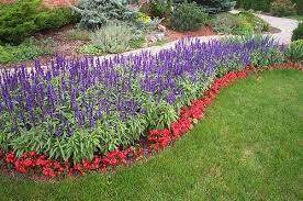 Photo Victoria Blue Salvia Red Begonias Lurvely Salvia Planting Flowers Begonia