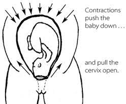 The First Stage Of Labour Is Characterised By Progressive Opening Of The Cervix Which Dilates Enough To Let The Baby Out Of The Uterus For Most Of The Pregnancy Nothing Can Get In Or Out Of The Cervix Because The Tiny Opening In It Is Plugged With Mucus During