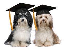 We're pleased to recommend lead with fun and animal behavior wellness center to help you help your furkid navigate the human world. Dog Training Group And Private Lessons In N Va North Bethesda D C