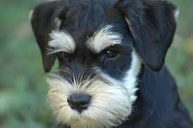 Black And Silver Miniature Schnauzer Puppy Face By Groovyda Mini Schnauzer Puppies Schnauzer Puppy Puppies
