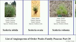 Image result for Sclerodactylon macrostachyum