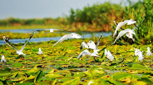 Apa in care se afla aceasta planta la fel patesc si oamenii care se scalda langa aceasta planta, sustin pescarii. Delta DunÄƒrii Si TransfÄƒgÄƒrÄƒsanul In Top 25 Al Celor Mai Frumoase Zone Din Europa De Est Ziarul Romanesc Germania