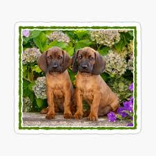 This concludes my post on modern bathroom design ideas. Scenthound Gifts Merchandise Redbubble