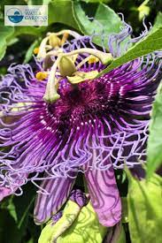 Passion Flower Vine Drought Tolerant Garden Deer Resistant Garden Pollinator Garden