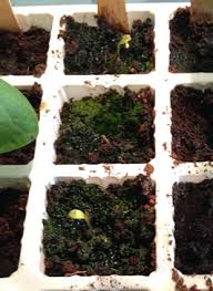 Starting seeds can be tricky, so why make it harder by choosing a bad seedling mix? Best Seed Starting Mixes Reviews Recommendations