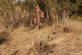 Image result for Aloe cameronii × greatheadii