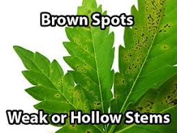 When your cannabis plant has a calcium deficiency, the main symptom that you'll be able to notice is brown or bronze splotches or spots on your leaves. Plant Doctors Diagnose Growing Exposed