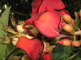 Image result for Erythrina fusca