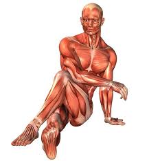 10 Stretching Exercises To Make You As Flexible As A Cat In 4 Weeks Stretching Exercises Seated Hamstring Stretch Easy Yoga Workouts