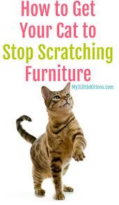 How To Get Your Cat To Stop Scratching Furniture My 3 Little Kittens In 2020 Cats Cat Scratching Furniture Little Kittens