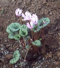 Image result for Cycnium filicalyx