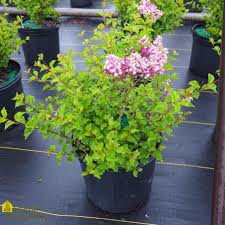 Image result for Syringa meyeri ´Palibin