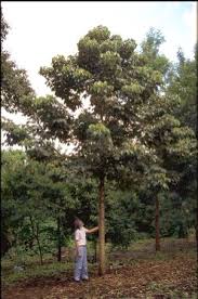 Image result for Cassipourea malosana