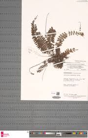 Image result for Asplenium dregeanum