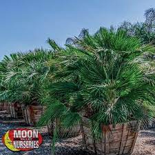 The only currently fully accepted species is chamaerops humilis, variously called european fan palm or the mediterranean dwarf palm. Mediterranean Fan Palm Palm Tree Moon Valley Nurseries