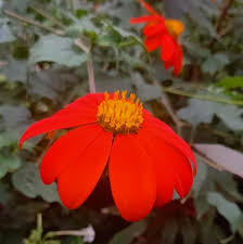 Image result for Tithonia rotundifolia