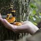Puck’s Plenty Foraging: November 22 event image
