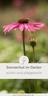 Sonnenhut Echinacea Standort Pflege Sorten Schneiden Teilen Pflegeleichter Garten Sonnenhut Bienenfreundlicher Garten
