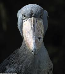 Big Bird With Large Beak We Can T All Be Pandas Meet The World S Ugliest Endangered Animals And The Campaign To Save Them From Extinction Shoebill Endangered Animals Shoebill Stork