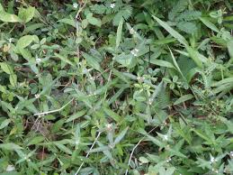 Image result for Spermacoce ocymoides