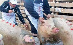 Specialiştii institutului de diagnostic și sănătate animală bucurești au confirmat al cincilea caz de îmbolnăvire, după ce au fost prelevate probe de la 3 porci morți. Pesta PorcinÄƒ AmeninÈ›Äƒ Din Nou JudeÈ›ul Olt DupÄƒ Confirmarea Unui Focar Intr O Localitate Din Teleorman Realitatea De Olt