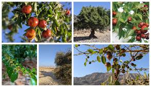 Image result for Ziziphus