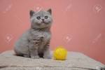 Available British Shorthair Kittens For Sale & Cats For ...