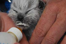 Bottle Feeding Kittens Best Friends Animal Society