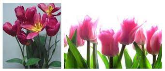 Tulip merupakan salah satu bunga paling indah dan paling populer di dunia. Pengertian Gerak Pada Tumbuhan Etionom Endonom Dan Taksis
