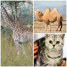 A giraffe has two bulging eyes and two ears at both sides of the head. What Do Cats Have In Common Shawsheen Animal Hospital Facebook