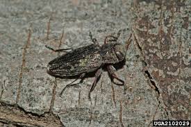 Although sapw has been found in this area since 2011 this is the first confirmation of a breeding population. Top 20 Identified Insects Usu