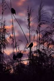 Birds And Sunset Birds Of A Feather Naturbilder Fotografie Natur Landschaftsbilder
