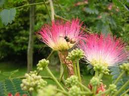 Image result for Albizia forbesii