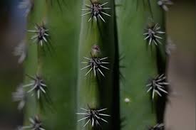 4 ¿dónde crecen los cactus? Las Cactaceas Conocidas Como Cactus Son Originarias Del Continente Americano Aunque Hay Otras Especies En Areas De Africa Cre Cactus Cactus Planta Cactaceas