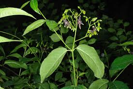 Image result for Periploca