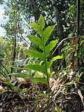 Image result for Combretum xanthothyrsum